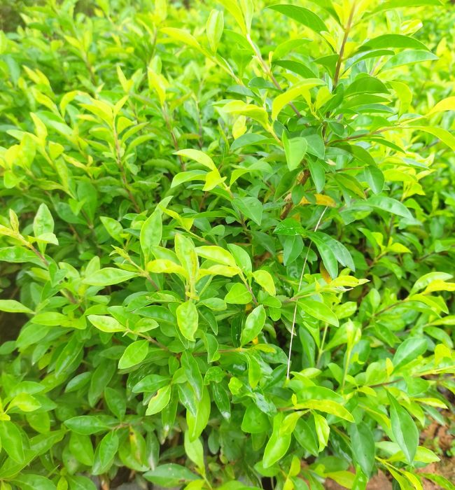 Cây Chuỗi Ngọc