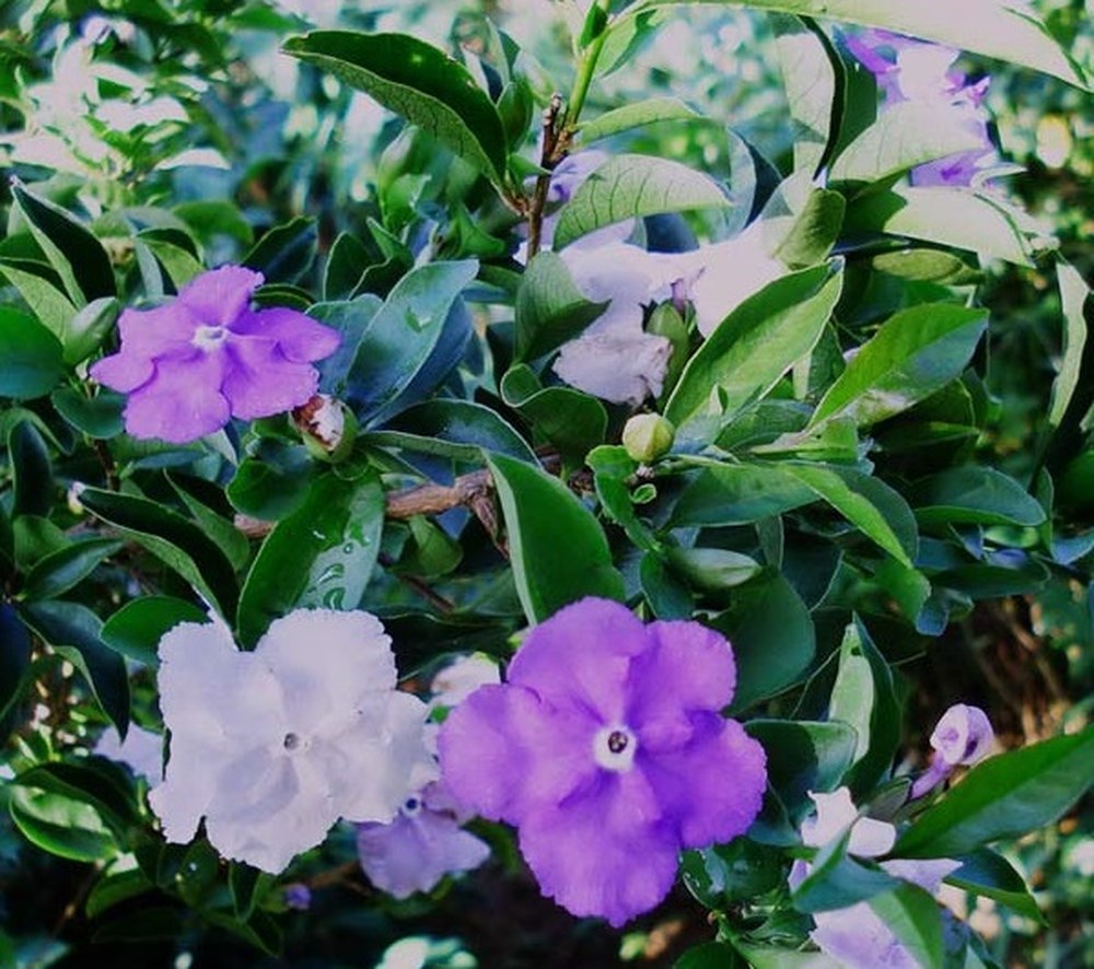 Cây Nhài Nhật