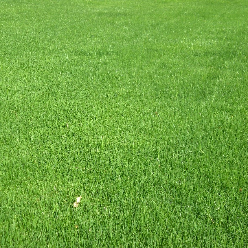 Cỏ Bermuda